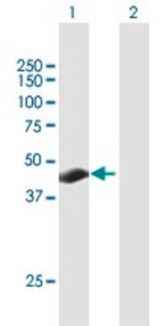 Anti-TSPYL3 antibody produced in mouse purified immunoglobulin, buffered aqueous solution