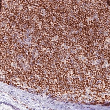 Monoclonal Anti-SOX11 antibody produced in mouse Prestige Antibodies&#174; Powered by Atlas Antibodies, clone CL0143, purified immunoglobulin, buffered aqueous glycerol solution