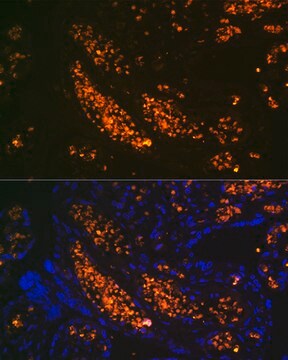 Anti-HBG1 Antibody, clone 6F1A8, Rabbit Monoclonal