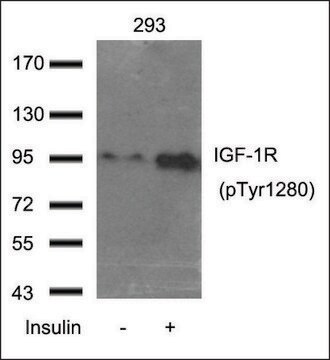 Anti-phospho-IGF-1R (pTyr1280) antibody produced in rabbit affinity isolated antibody