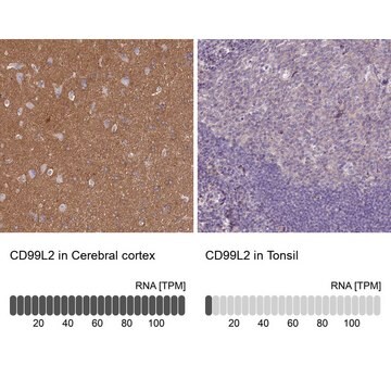 Anti-CD99L2 antibody produced in rabbit affinity isolated antibody, buffered aqueous glycerol solution