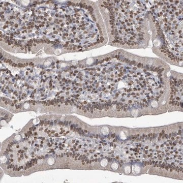 Anti-MRPS12 antibody produced in rabbit Prestige Antibodies&#174; Powered by Atlas Antibodies, affinity isolated antibody, buffered aqueous glycerol solution