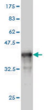 Monoclonal Anti-TXNL1 antibody produced in mouse clone 1A10, purified immunoglobulin, buffered aqueous solution