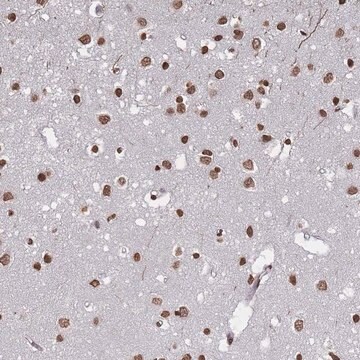 Anti-PLEKHG5 antibody produced in rabbit Prestige Antibodies&#174; Powered by Atlas Antibodies, affinity isolated antibody, buffered aqueous glycerol solution