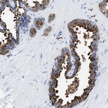 Anti-OR14K1 antibody produced in rabbit Prestige Antibodies&#174; Powered by Atlas Antibodies, affinity isolated antibody, buffered aqueous glycerol solution