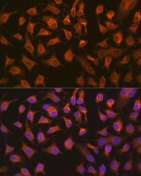 Anti-PEPCK/PCK2 antibody produced in rabbit