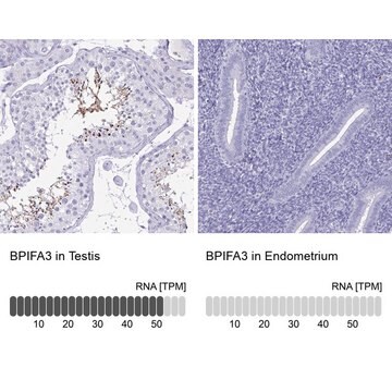 Anti-BPIFA3 antibody produced in rabbit Prestige Antibodies&#174; Powered by Atlas Antibodies, affinity isolated antibody, buffered aqueous glycerol solution