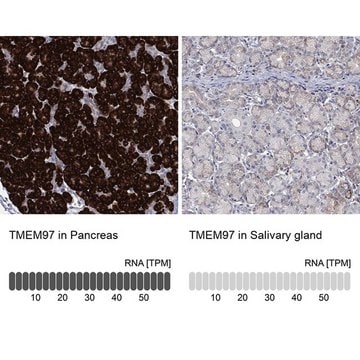 Anti-TMEM97 antibody produced in rabbit Prestige Antibodies&#174; Powered by Atlas Antibodies, affinity isolated antibody, buffered aqueous glycerol solution