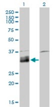 Monoclonal Anti-DNASE1L1 antibody produced in mouse clone 4E8, purified immunoglobulin, buffered aqueous solution