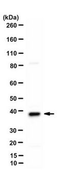 Anti-V-ATPase subunit d 2 from rabbit