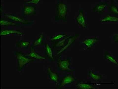 Monoclonal Anti-CRY2 antibody produced in mouse clone 3H4, purified immunoglobulin, buffered aqueous solution