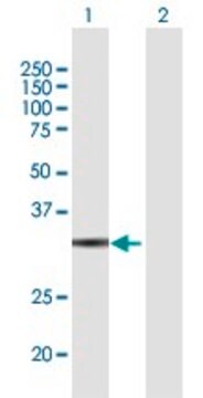 Anti-GLOD4 antibody produced in mouse purified immunoglobulin, buffered aqueous solution