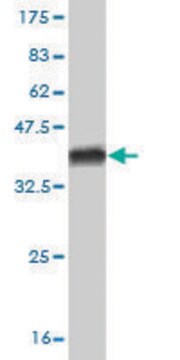 Monoclonal Anti-HAL antibody produced in mouse clone 4F2, purified immunoglobulin, buffered aqueous solution