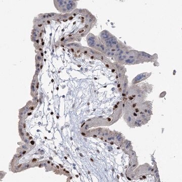 Anti-FAM206A antibody produced in rabbit Prestige Antibodies&#174; Powered by Atlas Antibodies, affinity isolated antibody, buffered aqueous glycerol solution