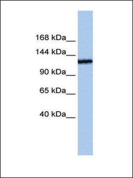 Anti-TEX2 antibody produced in rabbit affinity isolated antibody