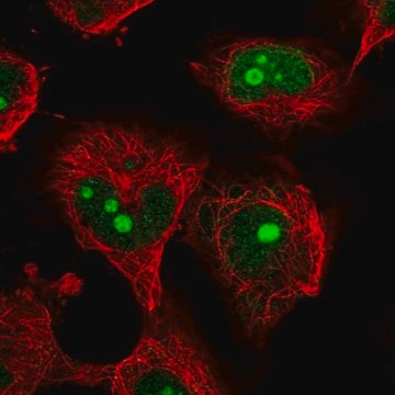 Anti-NOC4L antibody produced in rabbit Prestige Antibodies&#174; Powered by Atlas Antibodies, affinity isolated antibody