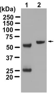 Anti-Akt/PKB Antibody, PH Domain, clone SKB1, Magnetic Bead Conjugate clone SKB1, from mouse