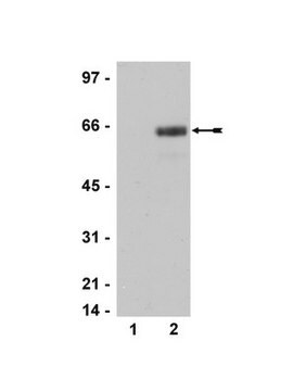 Anti-phospho-ATF2 (Thr69/71) Antibody, clone AW65 clone AW65, Upstate&#174;, from mouse