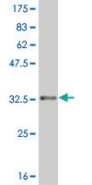 ANTI-HES2 antibody produced in mouse clone 1B12, purified immunoglobulin, buffered aqueous solution