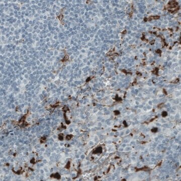 Monoclonal Anti-MMP9 antibody produced in mouse Prestige Antibodies&#174; Powered by Atlas Antibodies, clone CL0538, purified immunoglobulin, buffered aqueous glycerol solution