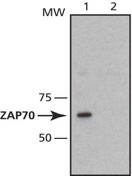 Monoclonal Anti-ZAP-70 antibody produced in mouse ~1.5&#160;mg/mL, clone 1E7.2, purified immunoglobulin, buffered aqueous solution