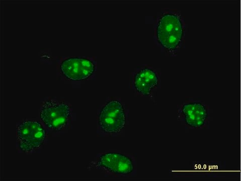 Monoclonal Anti-FBL antibody produced in mouse clone 4G9-E4, purified immunoglobulin, buffered aqueous solution