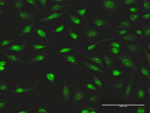 Monoclonal Anti-PCYT1A antibody produced in mouse clone 6E6, purified immunoglobulin, buffered aqueous solution