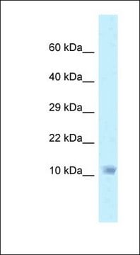 Anti-NDUFA6 antibody produced in rabbit affinity isolated antibody