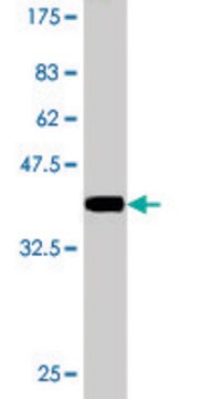 Monoclonal Anti-DCP1A antibody produced in mouse clone 2D12, purified immunoglobulin, buffered aqueous solution