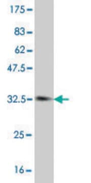 Monoclonal Anti-SOX12 antibody produced in mouse clone 2A6, purified immunoglobulin, buffered aqueous solution