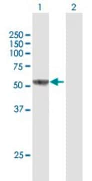 Anti-IL16 antibody produced in mouse purified immunoglobulin, buffered aqueous solution