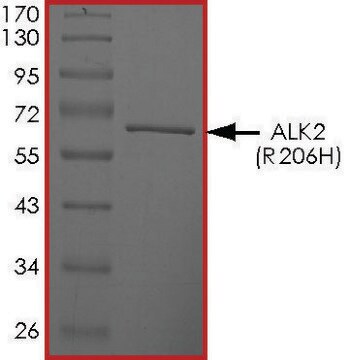 ALK2 (R206H), Active PRECISIO&#174; Kinase, recombinant