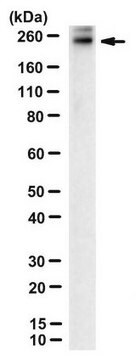 Anticuerpo anti-ABCA4, clon 5B4 clone 5B4, from mouse