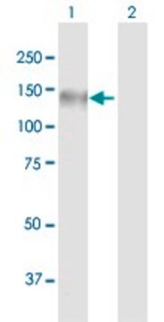 Anti-MICALL1 antibody produced in mouse purified immunoglobulin, buffered aqueous solution