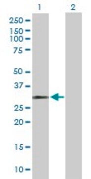 Anti-HUS1 antibody produced in rabbit purified immunoglobulin, buffered aqueous solution