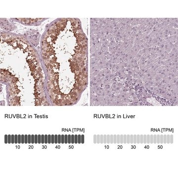 Anti-RUVBL2 antibody produced in rabbit Prestige Antibodies&#174; Powered by Atlas Antibodies, affinity isolated antibody