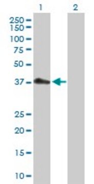 Anti-PDCD2L antibody produced in rabbit purified immunoglobulin, buffered aqueous solution