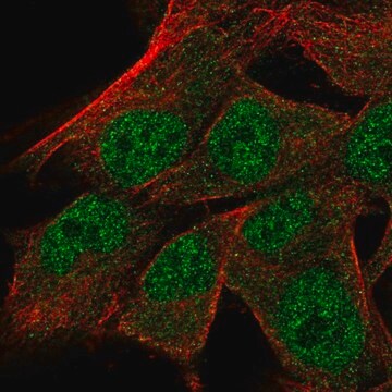 Anti-TRNAU1AP antibody produced in rabbit Prestige Antibodies&#174; Powered by Atlas Antibodies, affinity isolated antibody