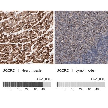 Anti-UQCRC1 antibody produced in rabbit Ab2, Prestige Antibodies&#174; Powered by Atlas Antibodies, affinity isolated antibody, buffered aqueous glycerol solution