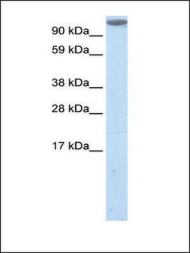 Anti-MKL1 antibody produced in rabbit IgG fraction of antiserum