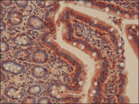 Anti-SLC40A1 antibody produced in rabbit IgG fraction of antiserum