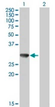 Anti-CBR3 antibody produced in mouse purified immunoglobulin, buffered aqueous solution