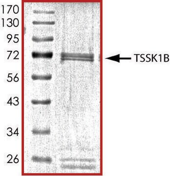 TSSK1B, active, GST tagged human PRECISIO&#174; Kinase, recombinant, expressed in baculovirus infected Sf9 cells, &#8805;70% (SDS-PAGE), buffered aqueous glycerol solution