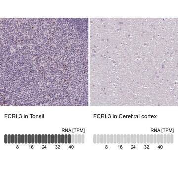 Anti-FCRL3 Prestige Antibodies&#174; Powered by Atlas Antibodies, affinity isolated antibody