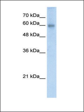 Anti-RCOR2 antibody produced in rabbit IgG fraction of antiserum