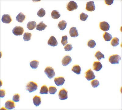 Anti-TRAF6 antibody produced in rabbit IgG fraction of antiserum, buffered aqueous solution