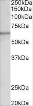 Anti-SLC47A2 antibody produced in goat affinity isolated antibody, buffered aqueous solution