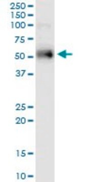 Monoclonal Anti-ETV1 antibody produced in mouse clone 2A8, purified immunoglobulin, buffered aqueous solution