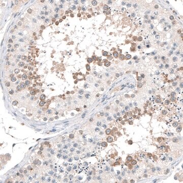 Anti-CEP131 antibody produced in rabbit Prestige Antibodies&#174; Powered by Atlas Antibodies, affinity isolated antibody, buffered aqueous glycerol solution