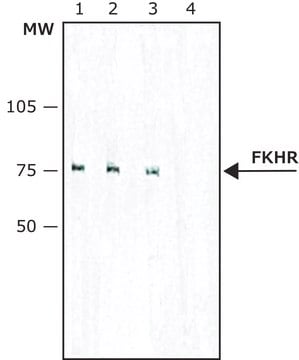 Monoclonal Anti-FKHR (FOXO1a) antibody produced in mouse clone FKH 117, purified immunoglobulin, buffered aqueous solution